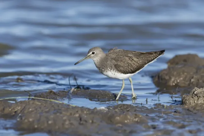 Framed Print : Green Sandpiper (Tringa ochropus) adult, walking on mud at edge of water, Suffolk, England, September Framed Print : Green Sandpiper (Tringa ochropus) adult, walking on mud at edge of water, Suffolk, England, September
