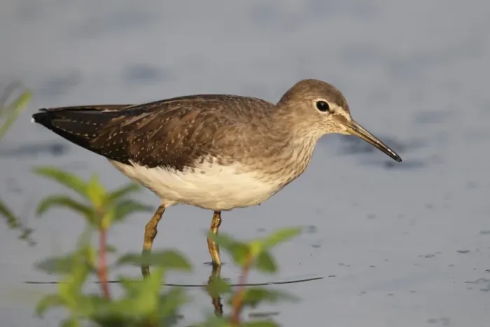 Framed Print : Green Sandpiper (Tringa ochropus) adult, non-breeding plumage, standing in shallow water, Hong Kong, China, October