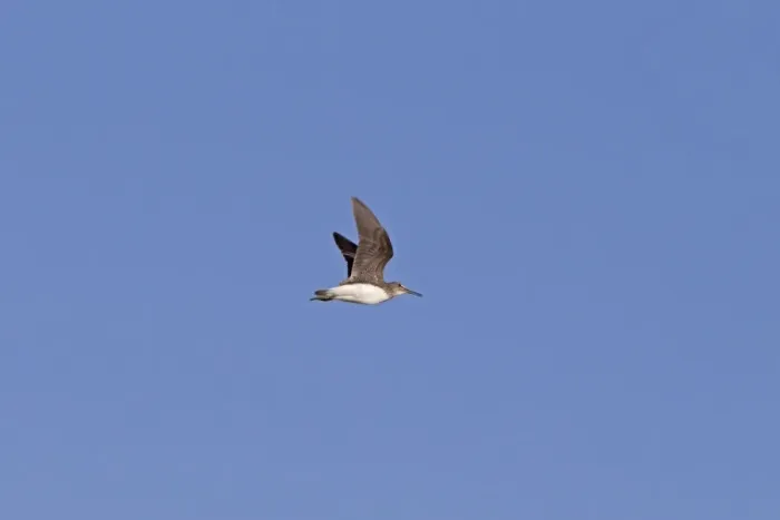 Framed Print : Green Sandpiper (Tringa ochropus) juvenile, in flight, autumn migrant, Castilla y Leon, Spain, August Framed Print : Green Sandpiper (Tringa ochropus) juvenile, in flight, autumn migrant, Castilla y Leon, Spain, August