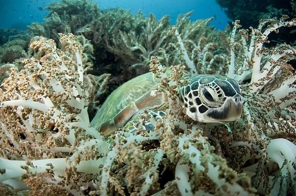 Green Sea Turtle (Chelonia mydas) adult, resting amongst coral, Gili Lawa Laut, near Komodo Island, Komodo N. P