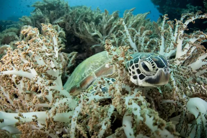 Framed Print : Green Sea Turtle (Chelonia mydas) adult, resting amongst coral, Gili Lawa Laut, near Komodo Island, Komodo N. P Framed Print : Green Sea Turtle (Chelonia mydas) adult, resting amongst coral, Gili Lawa Laut, near Komodo Island, Komodo N. P