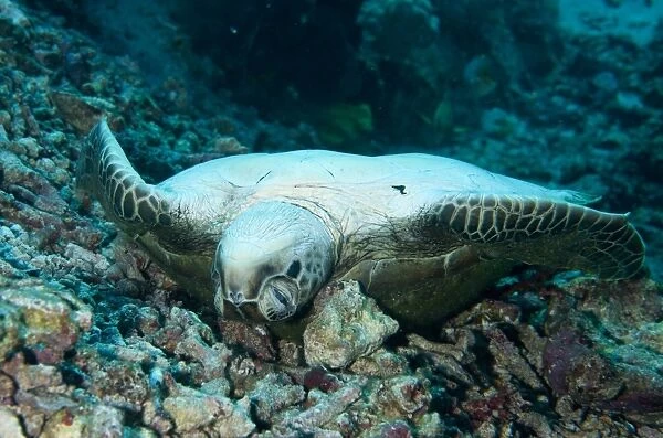 Green Sea Turtle (Chelonia mydas) dead adult, laying on back underwater, Gili Lawa Laut, Komodo N. P