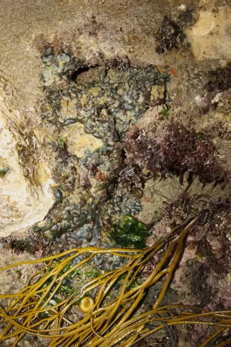 Framed Print : Green Seaweed (Codium adhaerens) encrusting rocks exposed at low tide, Swanage, Dorset, England, april Framed Print : Green Seaweed (Codium adhaerens) encrusting rocks exposed at low tide, Swanage, Dorset, England, april
