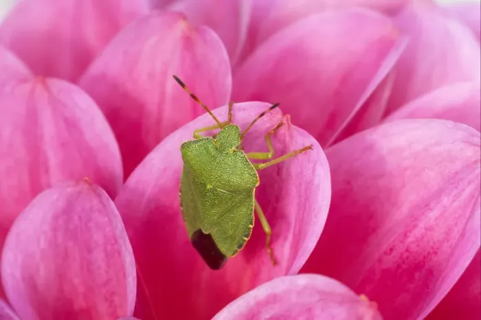 Framed Print : Green Shieldbug (Palomena prasina) adult, resting on pink dahlia flower, Essex, England Framed Print : Green Shieldbug (Palomena prasina) adult, resting on pink dahlia flower, Essex, England