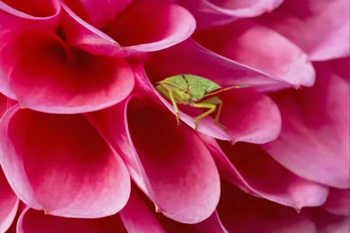 Framed Print : Green Shieldbug (Palomena prasina) adult, resting on pink dahlia flower, Essex, England Framed Print : Green Shieldbug (Palomena prasina) adult, resting on pink dahlia flower, Essex, England