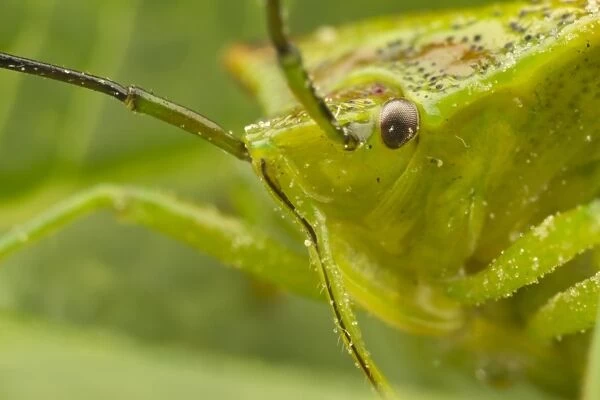 Green Shieldbug (Palomena prasina) adult, close-up of head, Leicestershire, England, may