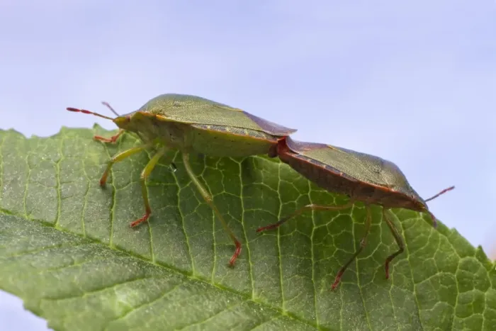 Framed Print : Green Shieldbug (Palomena prasina) adult pair, mating on buddleia leaf, Leicestershire, England, May Framed Print : Green Shieldbug (Palomena prasina) adult pair, mating on buddleia leaf, Leicestershire, England, May