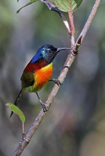 Green-tailed Sunbird (Aethopyga nipalensis angkanensis) adult male, perched on twig, Doi Inthanon N. P