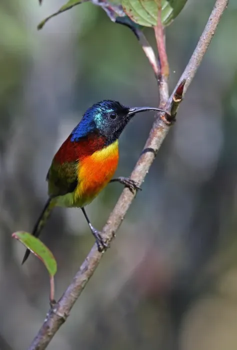 Framed Print : Green-tailed Sunbird (Aethopyga nipalensis angkanensis) adult male, perched on twig, Doi Inthanon N. P Framed Print : Green-tailed Sunbird (Aethopyga nipalensis angkanensis) adult male, perched on twig, Doi Inthanon N. P