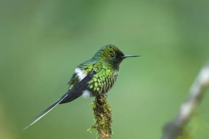 Framed Print : Green Thorntail (Discosura conversii) adult male, perched on twig in montane rainforest, Andes, Ecuador, November Framed Print : Green Thorntail (Discosura conversii) adult male, perched on twig in montane rainforest, Andes, Ecuador, November