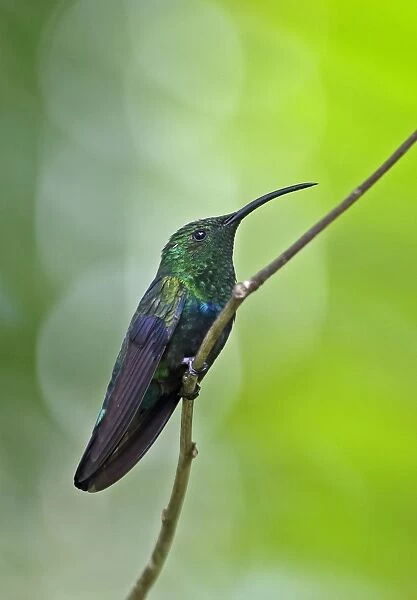 Green-throated Carib (Eulampis holosericeus holosericeus) adult, perched on twig, Fond Doux Plantation, St