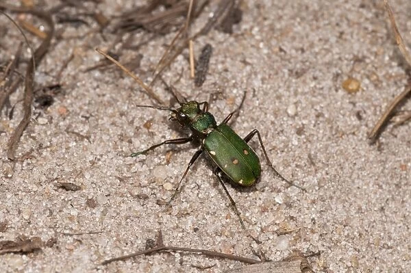 Green Tiger Beetle (Cicindela campestris) adult, on sandy ground, Thursley Common National Nature Reserve, Surrey