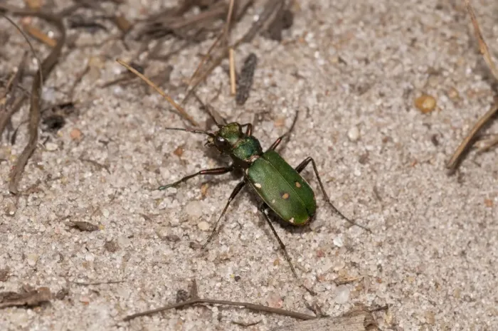 Framed Print : Green Tiger Beetle (Cicindela campestris) adult, on sandy ground, Thursley Common National Nature Reserve, Surrey Framed Print : Green Tiger Beetle (Cicindela campestris) adult, on sandy ground, Thursley Common National Nature Reserve, Surrey