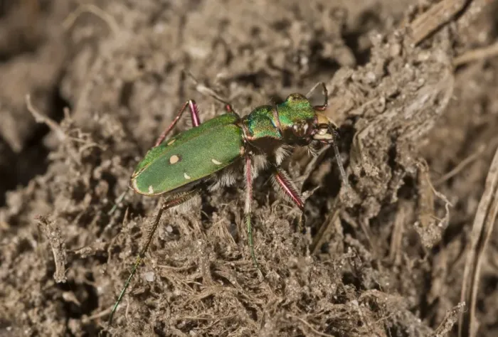 Framed Print : Green Tiger Beetle (Cicindela campestris) adult, on heathland, New Forest, Hampshire, England, September Framed Print : Green Tiger Beetle (Cicindela campestris) adult, on heathland, New Forest, Hampshire, England, September