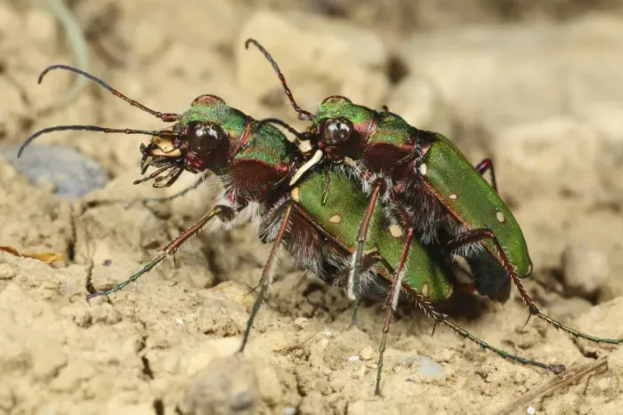 Framed Print : Green Tiger Beetle (Cicindela campestris) adult pair, mating, Pyrenees, Ariege, France, may Framed Print : Green Tiger Beetle (Cicindela campestris) adult pair, mating, Pyrenees, Ariege, France, may