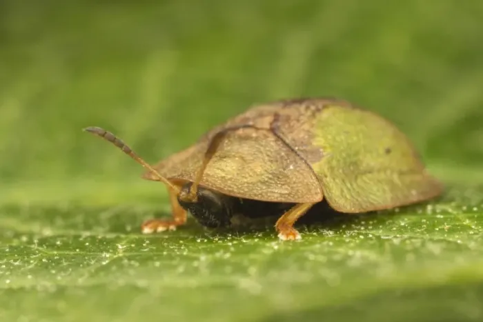 Framed Print : Green Tortoise Beetle (Cassida viridis) adult, peeping out from under pronotum, resting on leaf, Leicestershire Framed Print : Green Tortoise Beetle (Cassida viridis) adult, peeping out from under pronotum, resting on leaf, Leicestershire