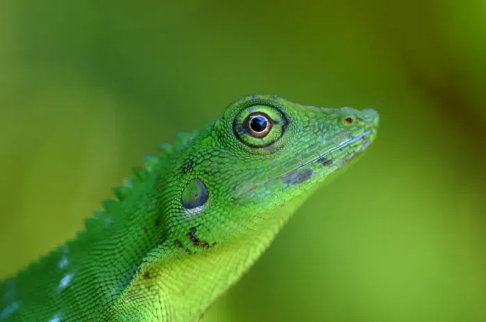 Framed Print : Green Tree Agama (Bronchocela cristatella) adult, close-up of head, in primary rainforest, Danum Valley, Sabah, Borneo, Malaysia, april Framed Print : Green Tree Agama (Bronchocela cristatella) adult, close-up of head, in primary rainforest, Danum Valley, Sabah, Borneo, Malaysia, april