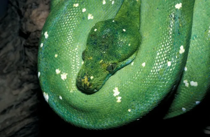 Framed Print : Green Tree Python (Chondroptyhon viridis) Native New Guinea / coiled Framed Print : Green Tree Python (Chondroptyhon viridis) Native New Guinea / coiled