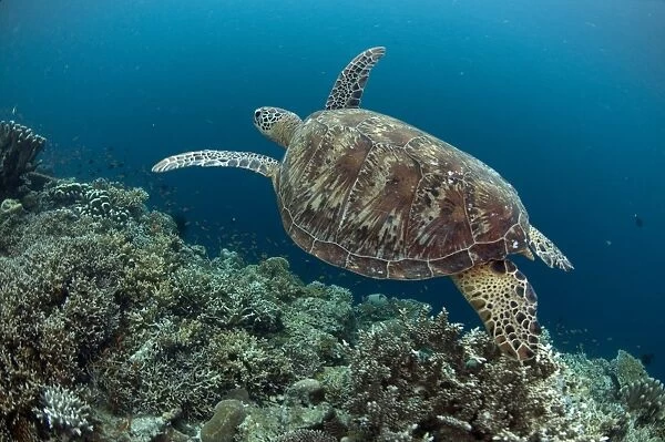 Green Turtle (Chelonia mydas) adult, swimming over reef, Sipadan Island, Sabah, Borneo, Malaysia
