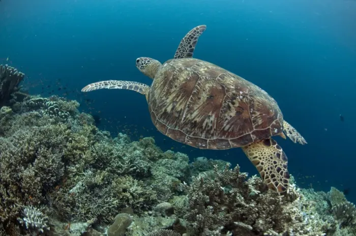Framed Print : Green Turtle (Chelonia mydas) adult, swimming over reef, Sipadan Island, Sabah, Borneo, Malaysia Framed Print : Green Turtle (Chelonia mydas) adult, swimming over reef, Sipadan Island, Sabah, Borneo, Malaysia