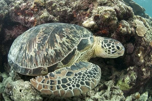 Green Turtle (Chelonia mydas) adult, resting on reef, Sipadan Island, Sabah, Borneo, Malaysia