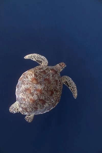 Green Turtle (Chelonia mydas) adult, swimming in open water, Sipadan Island, Sabah, Borneo, Malaysia