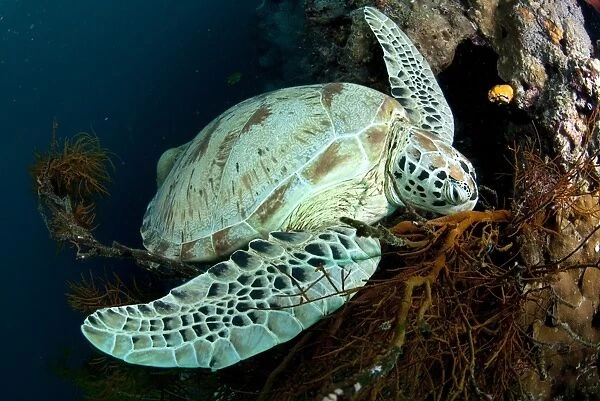 Green Turtle (Chelonia mydas) adult, resting on reef coral, Sipadan Island, Sabah, Borneo, Malaysia