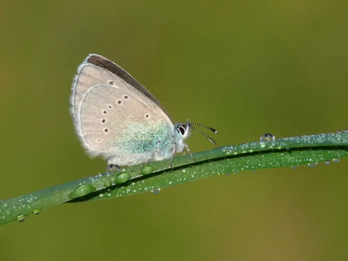 Framed Print : Green-underside Blue (Glaucopsyche alexis) adult, underside, resting on dew covered grass, Greece, april Framed Print : Green-underside Blue (Glaucopsyche alexis) adult, underside, resting on dew covered grass, Greece, april