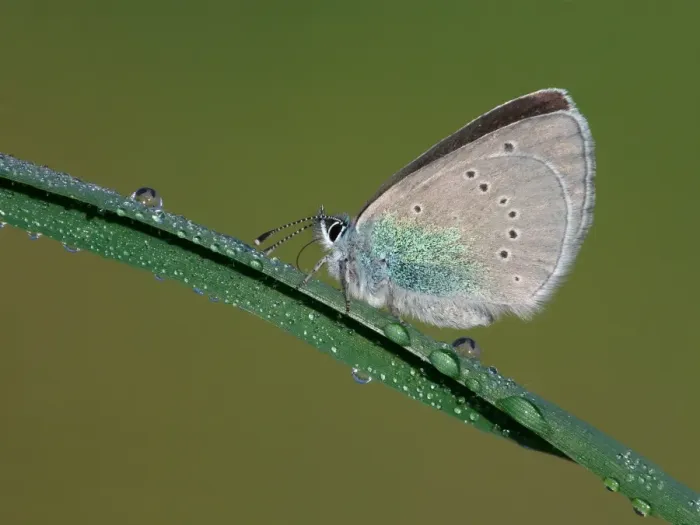Framed Print : Green-underside Blue (Glaucopsyche alexis) adult female, resting on grass with early morning dew, Peloponesos, Southern Greece, april