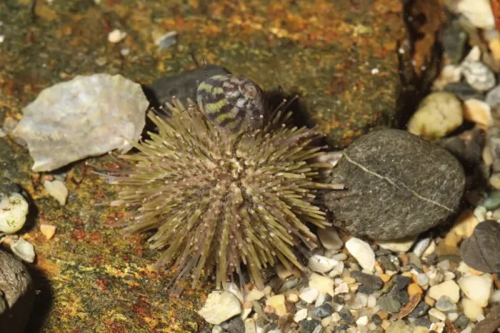 Framed Print : Green Urchin (Psammechinus miliaris) adult, in rockpool at low tide, Sennon Cove, Cornwall, England, November