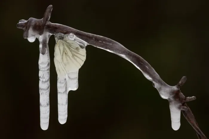 Framed Print : Green-veined White Butterfly (Pieris napi) adult, frozen in icicles on barbed wire, Sheffield, South Yorkshire, England, december Framed Print : Green-veined White Butterfly (Pieris napi) adult, frozen in icicles on barbed wire, Sheffield, South Yorkshire, England, december