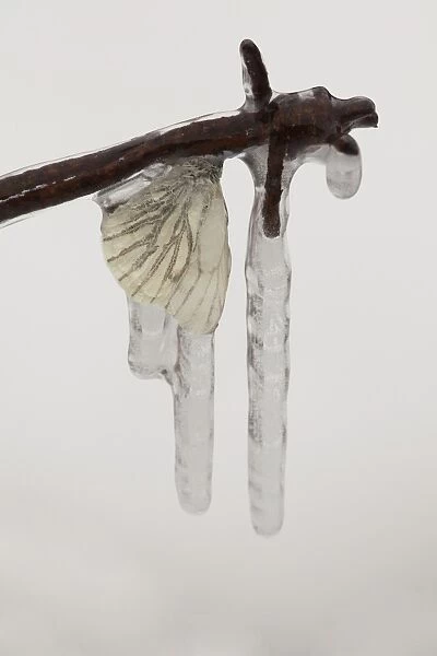 Green-veined White Butterfly (Pieris napi) adult, frozen in icicles on barbed wire, Sheffield, South Yorkshire