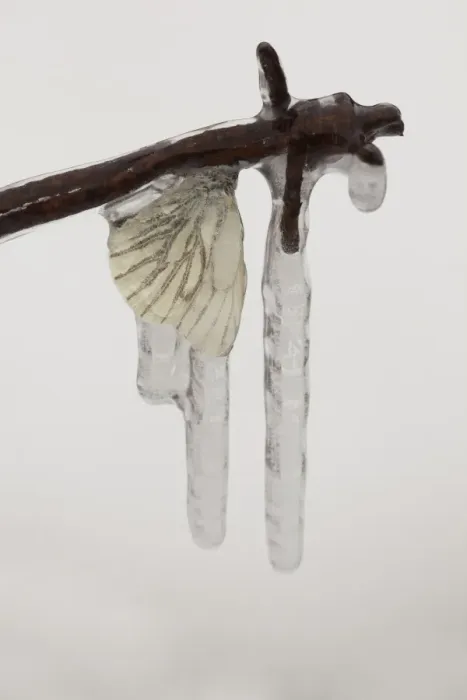 Framed Print : Green-veined White Butterfly (Pieris napi) adult, frozen in icicles on barbed wire, Sheffield, South Yorkshire Framed Print : Green-veined White Butterfly (Pieris napi) adult, frozen in icicles on barbed wire, Sheffield, South Yorkshire