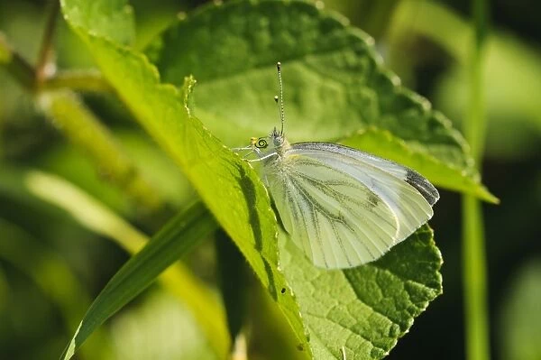 Green-veined White (Pieris napi) adult, with large pollen grains stuck to probosis, resting on leaf, Southwater Woods