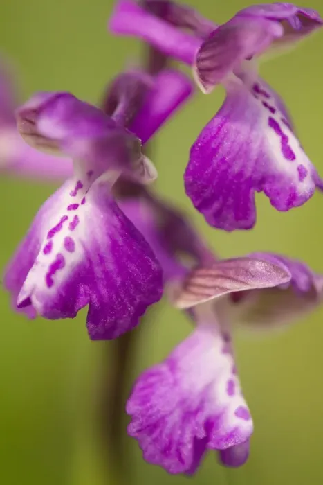 Framed Print : Green-winged Orchid (Orchis morio) close-up of flowers, Crowle, Lincolnshire, England, may Framed Print : Green-winged Orchid (Orchis morio) close-up of flowers, Crowle, Lincolnshire, England, may