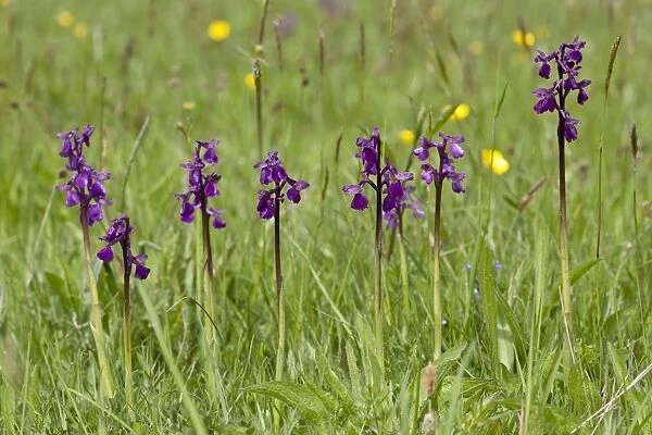 Green-winged Orchid (Orchis morio) flowering, growing in hay meadow, Marden Meadows, Kent, England, May