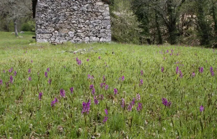 Framed Print : Green-winged Orchid (Orchis morio) flowering, mass growing in mountain meadow habitat, Corsica, France, April Framed Print : Green-winged Orchid (Orchis morio) flowering, mass growing in mountain meadow habitat, Corsica, France, April