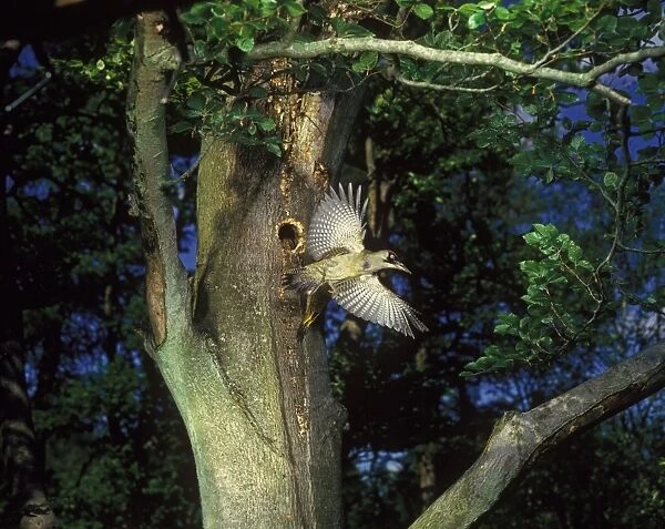Green Woodpecker (Picus viridis) adult female, in flight, leaving nesthole in tree trunk, England