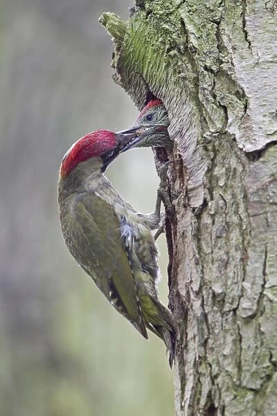 Green Woodpecker (Picus viridis) adult female, feeding male chick with ant eggs, at nest hole entrance in tree trunk, Suffolk, England, may