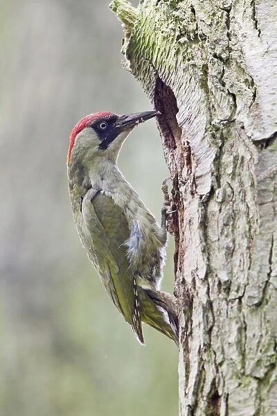 Green Woodpecker (Picus viridis) adult female, with food in beak, at nest hole entrance in tree trunk, Suffolk, England, may