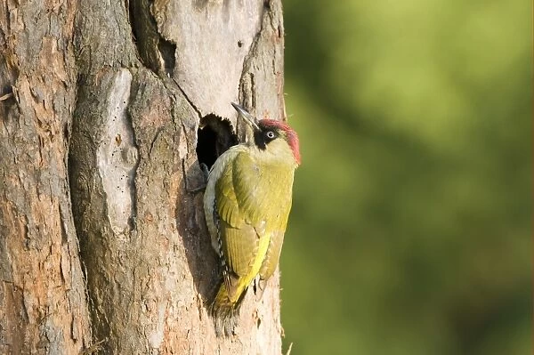 Green Woodpecker (Picus viridis) adult female, clinging to tree trunk at nesthole, England