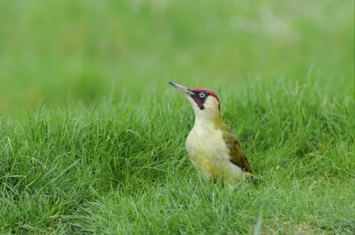Framed Print : Green Woodpecker (Picus viridis) adult male, standing on grass, Oxfordshire, England, april Framed Print : Green Woodpecker (Picus viridis) adult male, standing on grass, Oxfordshire, England, april