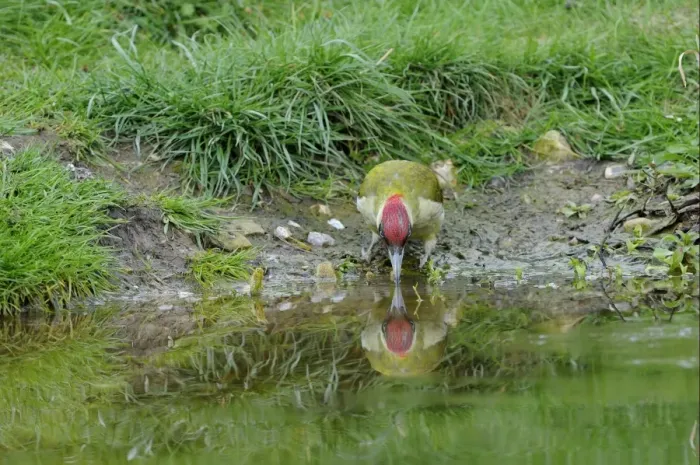Framed Print : Green Woodpecker (Picus viridis) adult male, drinking from pond, Oxfordshire, England, april Framed Print : Green Woodpecker (Picus viridis) adult male, drinking from pond, Oxfordshire, England, april