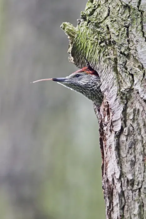 Framed Print : Green Woodpecker (Picus viridis) female chick, with tongue sticking out, at nest hole entrance in tree trunk, Suffolk, England, may