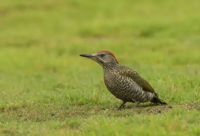 Framed Print : Green Woodpecker (Picus viridis) juvenile, standing on grassy field, Norfolk, England, august Framed Print : Green Woodpecker (Picus viridis) juvenile, standing on grassy field, Norfolk, England, august