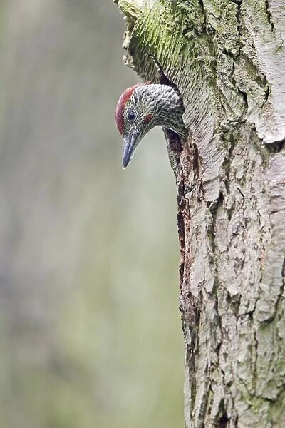 Green Woodpecker (Picus viridis) male chick, looking out from nest hole entrance in tree trunk, Suffolk, England, may