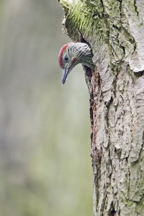 Framed Print : Green Woodpecker (Picus viridis) male chick, looking out from nest hole entrance in tree trunk, Suffolk, England, may Framed Print : Green Woodpecker (Picus viridis) male chick, looking out from nest hole entrance in tree trunk, Suffolk, England, may