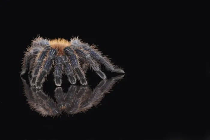 Framed Print : Greenbottle Blue Tarantula (Chromatopelma cyaneopubescens) adult, standing on reflective surface (captive)
