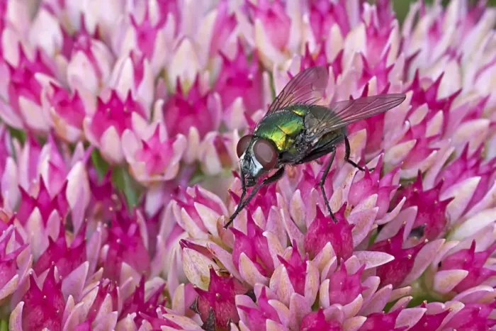 Framed Print : Greenbottle (Lucilia caesar) adult, cleaning front legs, resting on Iceplant (Sedum sp. ) flowers in garden, Warwickshire, England, september Framed Print : Greenbottle (Lucilia caesar) adult, cleaning front legs, resting on Iceplant (Sedum sp. ) flowers in garden, Warwickshire, England, september