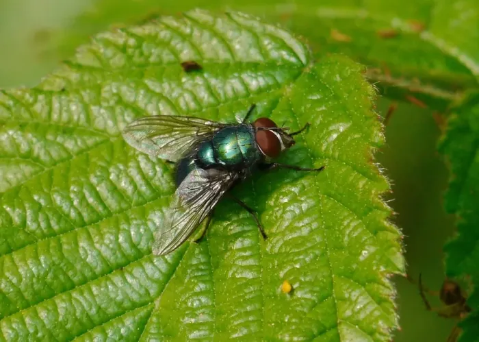 Framed Print : Greenbottle (Lucilia caesar) adult, resting on leaf, West Sussex, England, april Framed Print : Greenbottle (Lucilia caesar) adult, resting on leaf, West Sussex, England, april